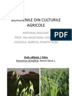 Buruienile Din Culturile Agricole