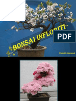 Bonsai Infloriti