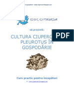 Cultura Buretilor Pleurotus in Gospodarie (Ghid Pentru Incepatori)