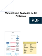 Metabolismo Anabólico de Las Proteínas