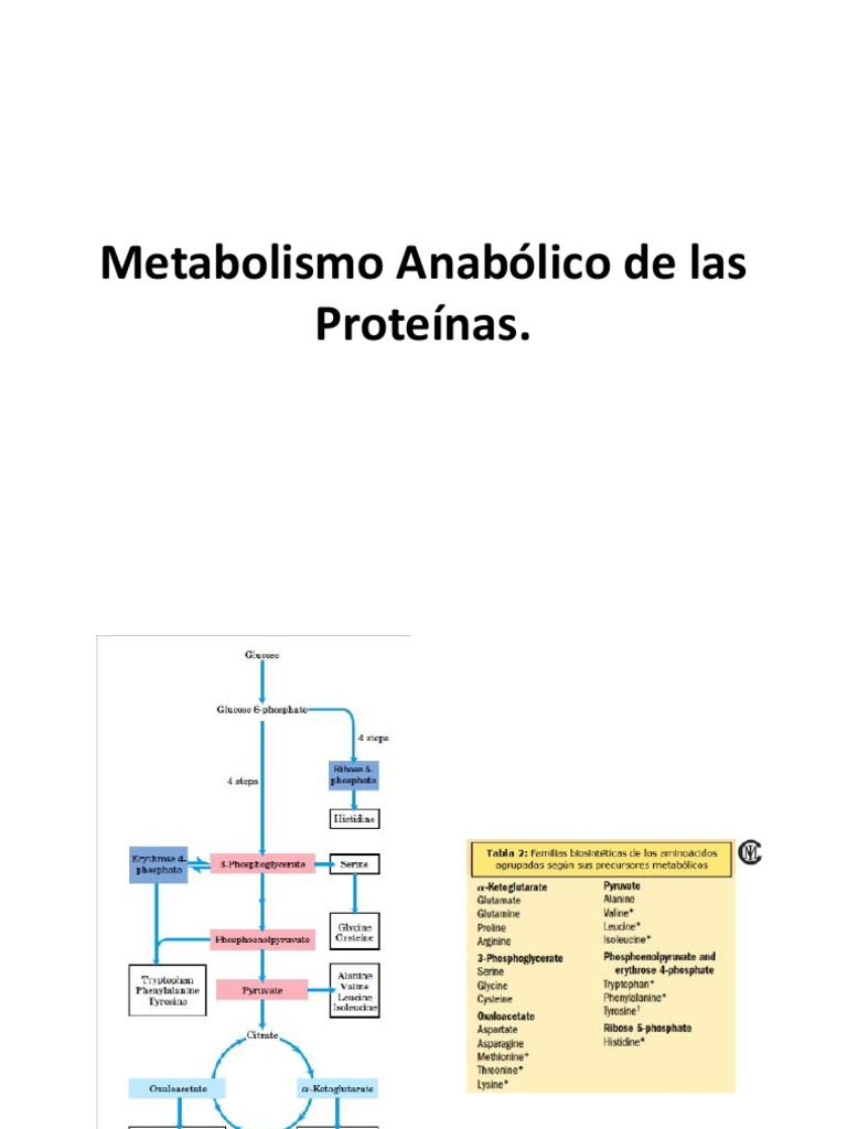 Metabolismo Anabólico de las Proteínas