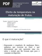 Efeito Da Temperatura Na Maturação de Frutos