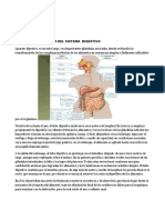 Anatomia y Fisiologia Del Sistema Digestivo - 001