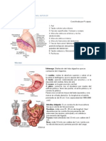 Pared Abdominal Anterior