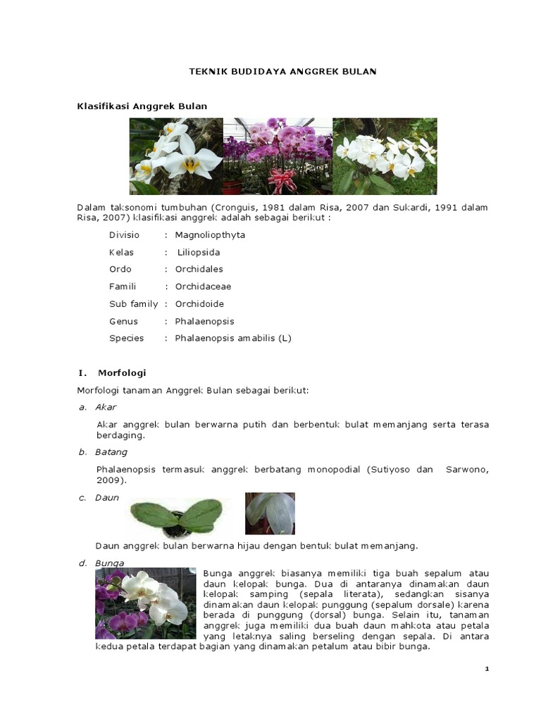 Contoh Teks  Laporan Hasil Observasi  Tentang  Bunga  Anggrek   Contoh Teks  Laporan Hasil Observasi  Tentang  Bunga  Anggrek