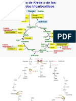 C Krebs y Su Regulac