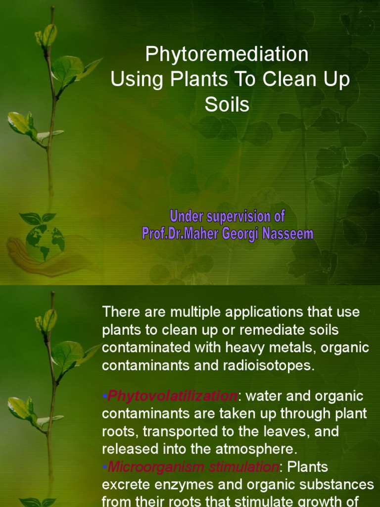 Phytoremediation Using Plants to Clean Up Soils