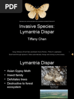 Invasive Species: Lymantria Dispar: Tiffany Chan