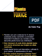 Plante Toxice