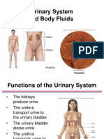 Urinary System