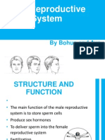 Male Reproductive System