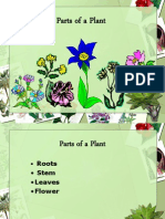 Parts of A Plant