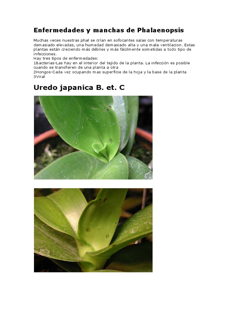 Enfermedades Orquideas | PDF | Fungicida |
