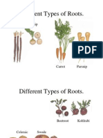 Different Types of Vegetables