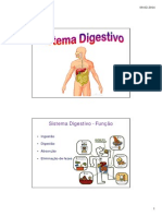 Sistema Digestivo