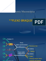 Plexo Braquial