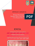 Epitelio Gingival