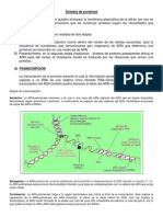 04 Biosíntesis de Proteinas