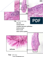 PR Oral Mucosa05L