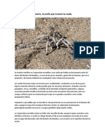 Araña Dorada Del Desierto