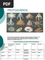 protozoarios0-100626214130-phpapp01