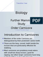 Mammals - Carnivores