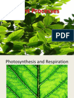 Plant Processes