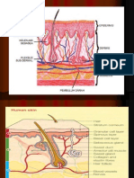 Anatomi Dan Fisiologi Kulit
