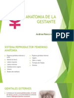 Anatomia Gestante