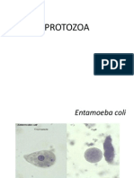 Protozoa PDF