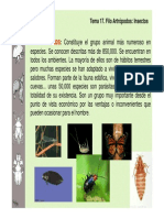 Clasificacion Insectos-Zoologia