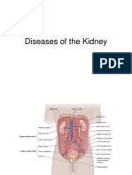 19 Diseases of The Kidney