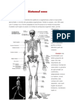 Sistemul osos