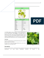 Vitis Vinifera - PDF 5