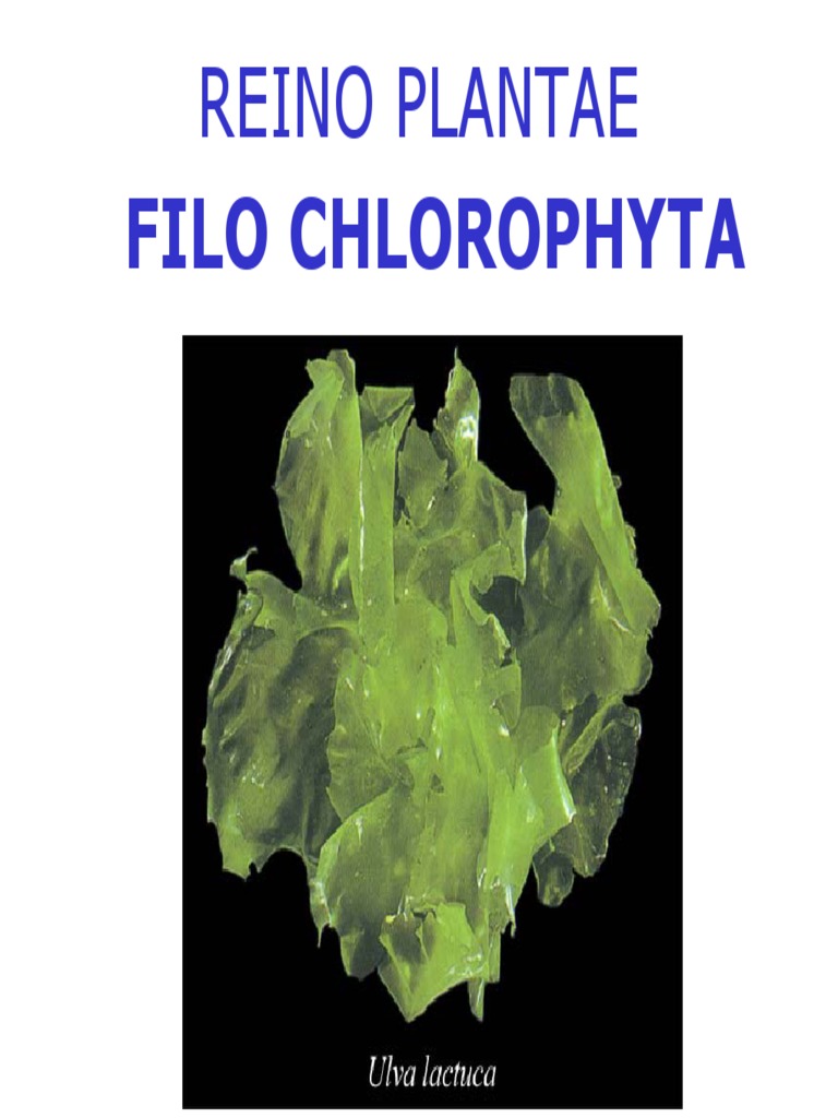 Filo Chlorophyta: Estrutura e Reprodução | PDF | Reprodução | Processos  biológicos, image size:768x1024