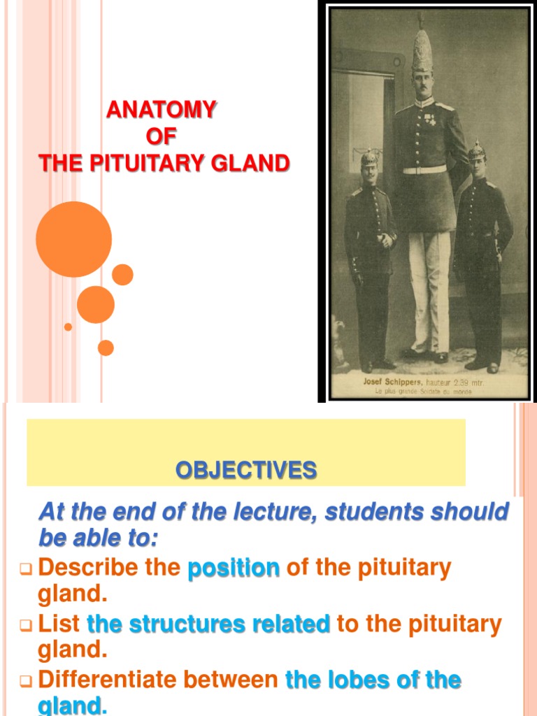 Anatomy OF The Pituitary Gland