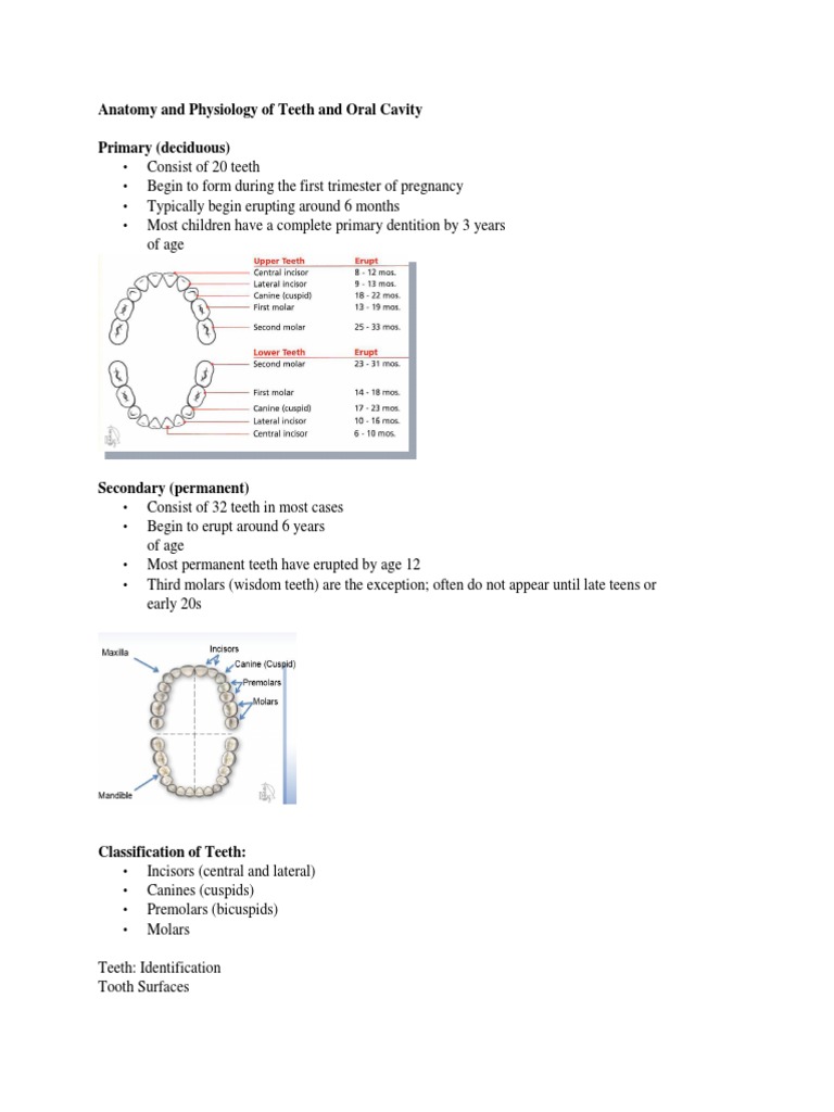 Anatomy and Physiology of Teeth and Oral Cavity | PDF | Human Tooth ...