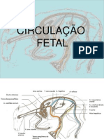 Circulação Fetal