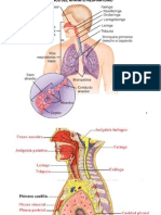 06aparato_respiratorio_1011txt.ppt