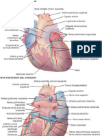 07_circulaorio.ppt