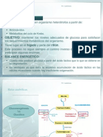 Rutas Anabolicas