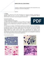 morfologadelasbacterias-2-120328014559-phpapp01