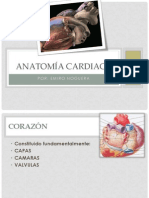 Anatomía Cardiaca-Semio