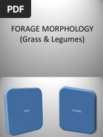 Forage Morphology