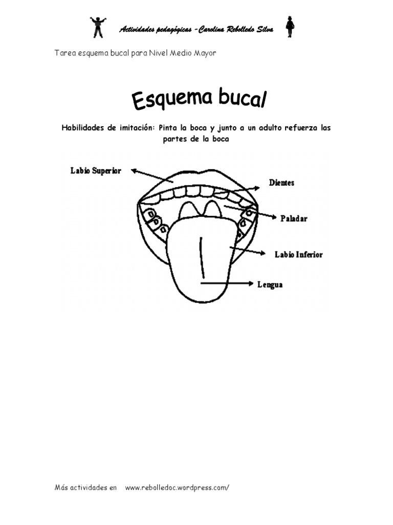 Tarea Esquema Bucal Pdf