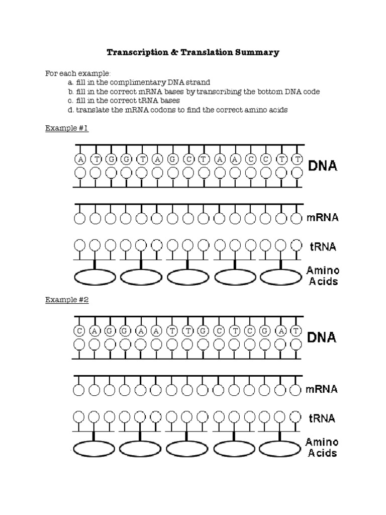 Transcription And Translation Worksheet 2 Translation Biology Genetic Code