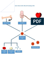 Hematopoietic Stem Cells