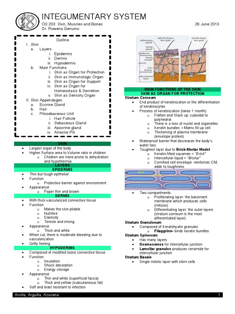 Integumentary System Overview Guide | PDF | Skin | Integumentary System