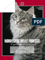 Il Gatto Norvegese