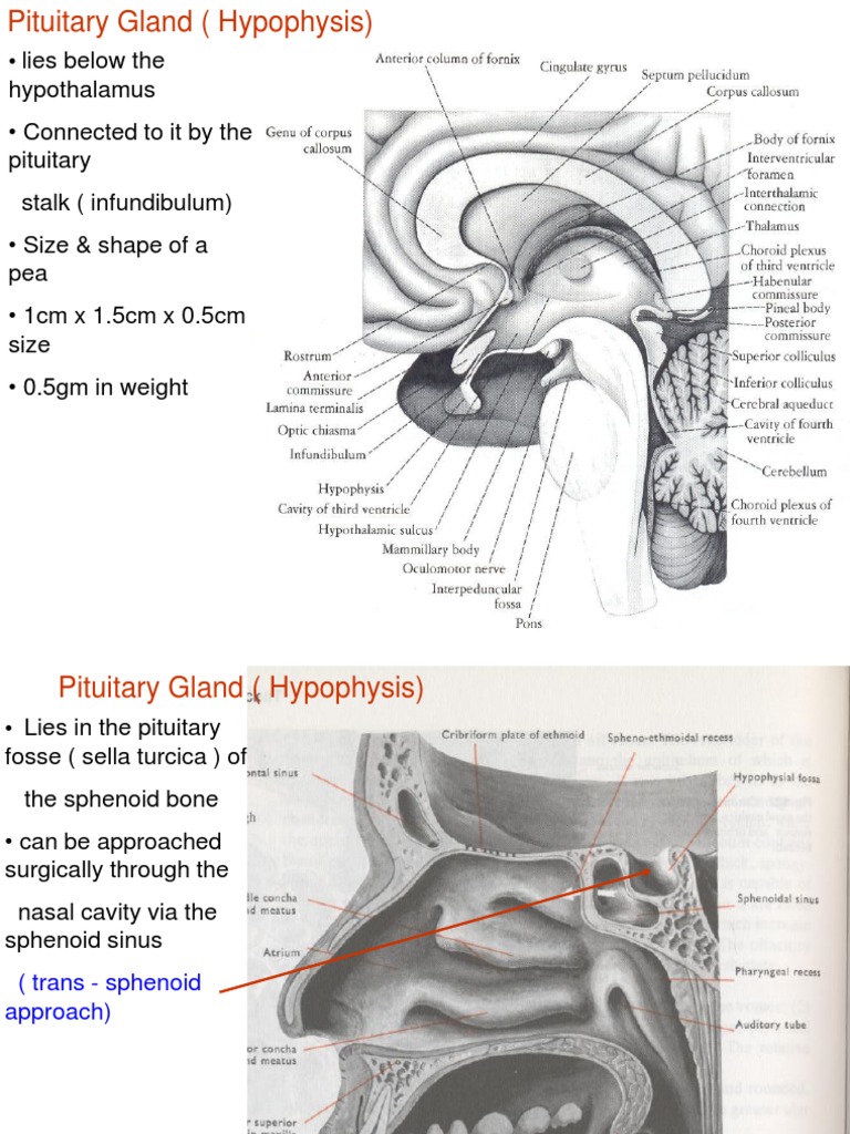 Pituitary Gland | PDF